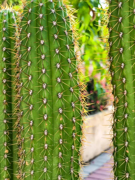 Zöld kaktuszok tavasszal a természetben, Izrael. Makrofelvétel. — Stock Fotó