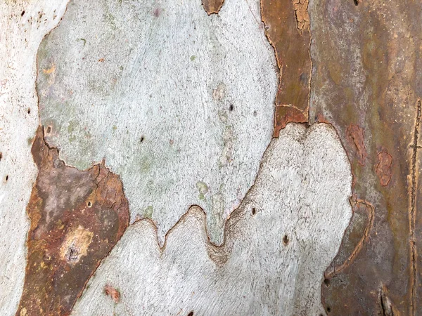 Hermoso árbol viejo en el parque. Textura fondo vista de cerca —  Fotos de Stock