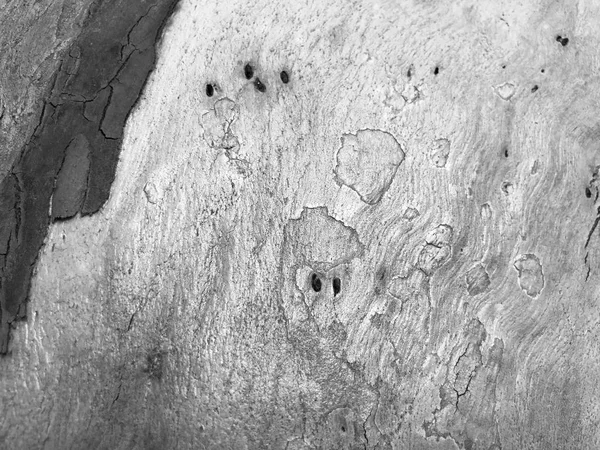 Beautiful old tree in the park. Texture background close up view — Stock Photo, Image