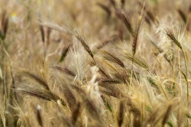 Genç buğday yakın çekim spikelets. kulakları olgunlaşmamış yeşil buğday