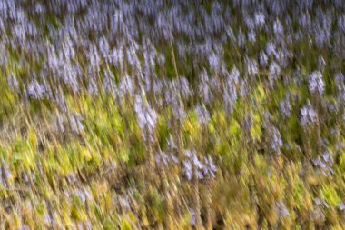 Bahar çiçekleri bulanık. Soyut hareket bulanıklığı etkisi