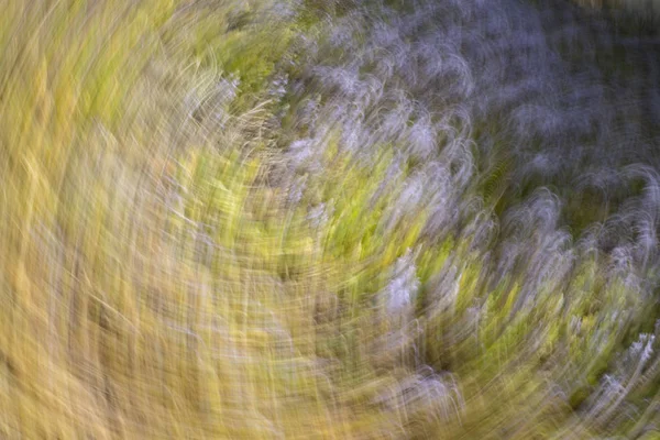 Jarní květiny rozmazané. Abstraktní motion blur efekt — Stock fotografie