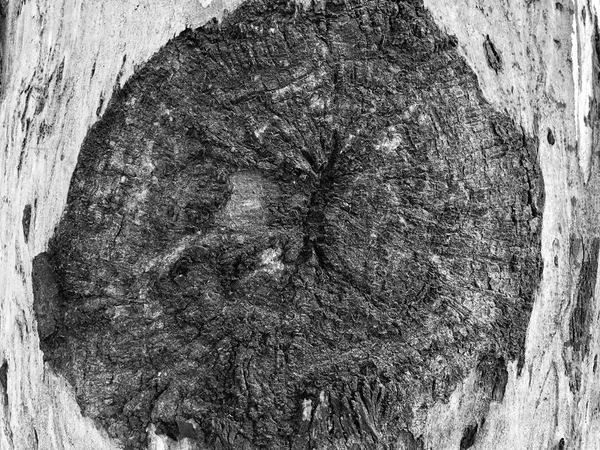 Hermoso árbol viejo en el parque. Textura fondo vista de cerca — Foto de Stock