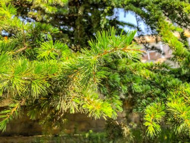 Güzel Ladin building yakınındaki parkta. Çam iğneleri görünümünü kapatın. Yaprak dökmeyen ağaç.