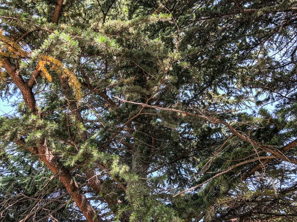 Hermosa abeto en el parque contra el cielo. Primer plano de árbol siempreverde . —  Fotos de Stock