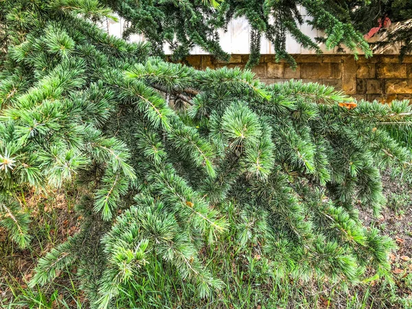 Beautiful spruce in the park near the building. Close up shot. of evergreen tree. — Stock Photo, Image