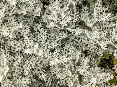 Dekoratif bitki beyaz renk. Atış kapatın