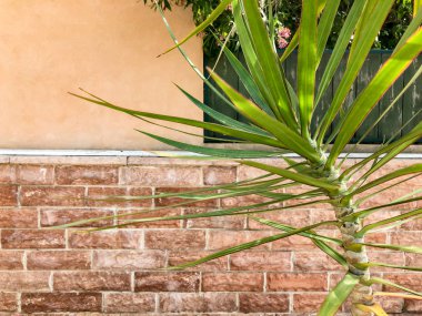 Yeşil çim ve peyzaj taş çit. Yakın çekim