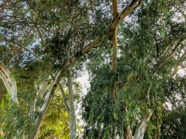 Güzel eski ağaç parkta. Alttan en üste göster.