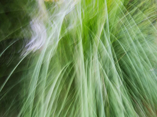 Frühling verwischte Blätter. abstrakte Bewegungsunschärfe — Stockfoto