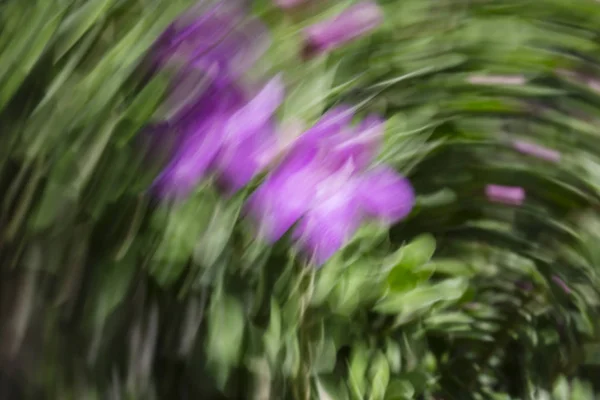 Abstrakte Bewegungsunschärfewirkung. Frühling verschwommene Blumen. — Stockfoto