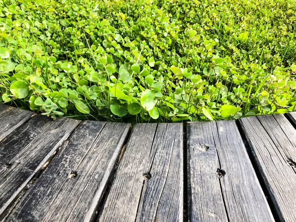 Pintoresca pasarela de madera a lo largo de la orilla del lago en Rishon Le Zion . —  Fotos de Stock