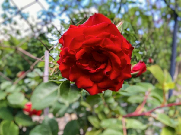 Röd ros blommande. Rosa blomma i trädgården. Vårblommor. Vacker röd ros. Vårens blommor. — Stockfoto
