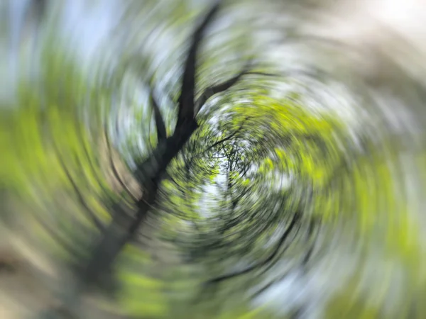 Spring blurred tree. Abstract motion blur effect.