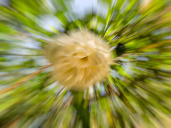 Tavaszi virágok homályos. Absztrakt motion blur effekt. — Stock Fotó