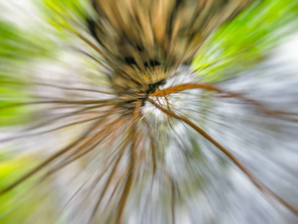 Frühling verschwimmt Baum. abstrakte Bewegungsunschärfe. — Stockfoto