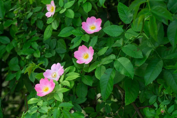 Une rose de thé sur un buisson dans le jardin. Beaux verts juteux avec contraste rose gros plan en été ou au printemps — Photo