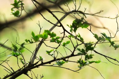 Bir ilginç doku, bir ağaç dalı close-up ve metin için yeterince boş alana ile güzel arka plan resmi