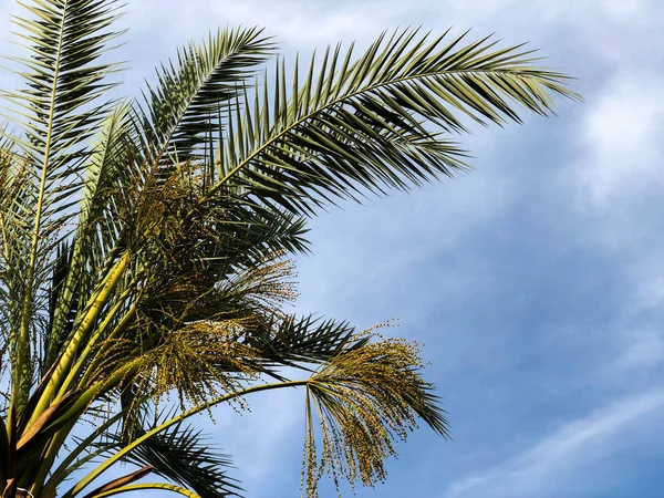 Palmeras contra el cielo azul, Palmeras sobre el cocotero de la costa tropical, árbol de verano . —  Fotos de Stock