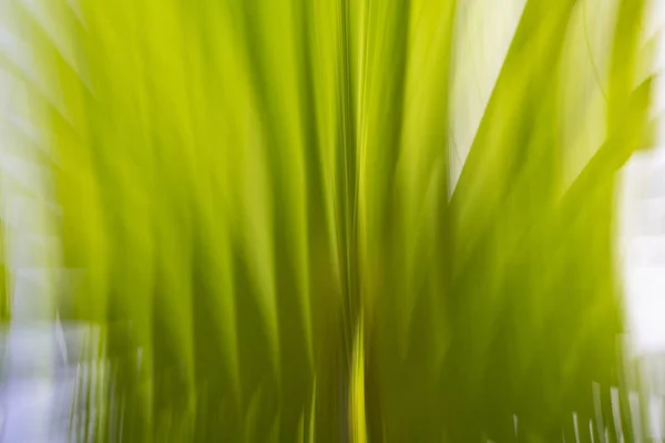 Verschwommene Palmenblätter. abstrakte Bewegungsunschärfe — Stockfoto