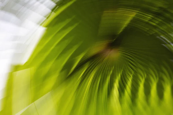Θολή palm φύλλα. Αφηρημένη motion blur επίδραση — Φωτογραφία Αρχείου