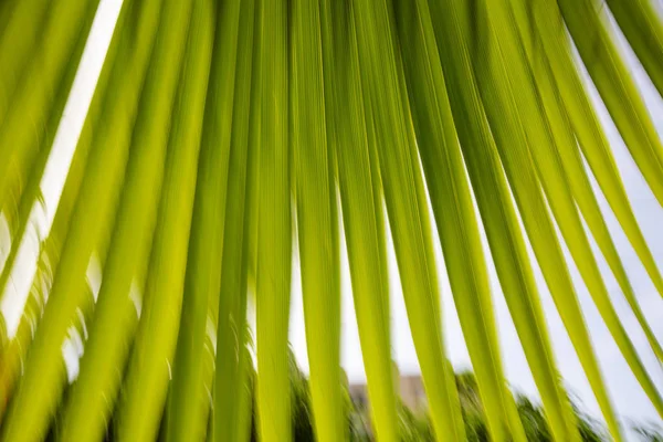 Blurred palm leaves. Abstract motion blur effect