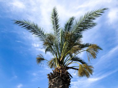 Palmiye ağaçları tropik sahil Hindistan cevizi ağacı, yaz ağaç palmiye ağaçlarının mavi gökyüzü karşı.
