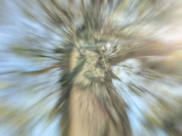 Árvore borrada de primavera. Abstrato efeito borrão movimento . — Fotografia de Stock