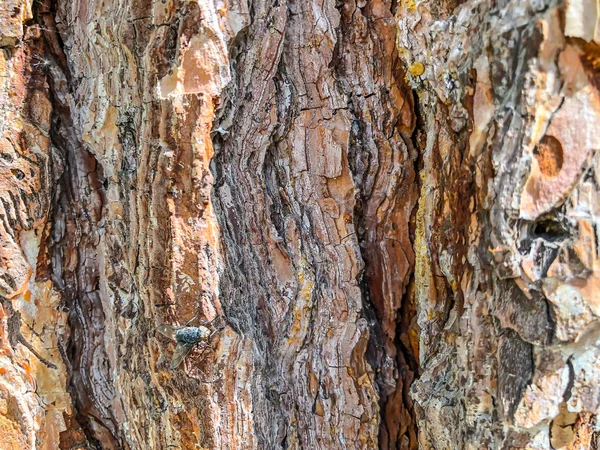 Krásný starý strom v ulici. Textura pozadí detailní zobrazení — Stock fotografie