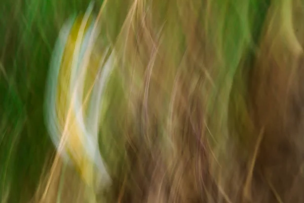 Abstrakta rörelseoskärpa effekt. Suddig vårblommor. — Stockfoto