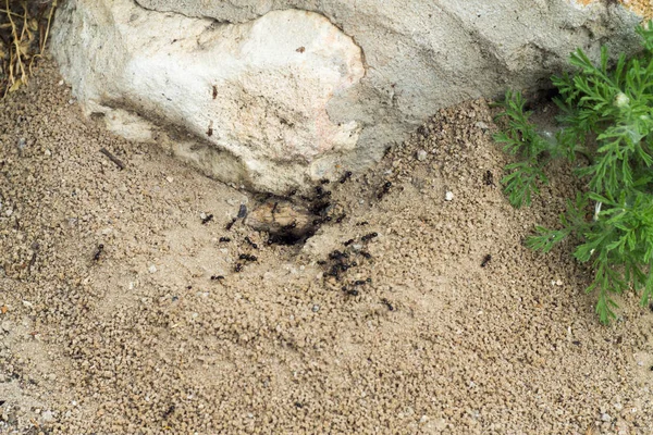 Banyak semut dan sarang semut di tanah - detail — Stok Foto