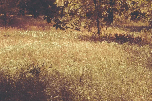 緑の草のマクロをクローズ アップ。緑の草の茎の背景. — ストック写真