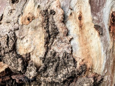 Güzel eski ağaç parkta. Doku arka görünümü kapatmak