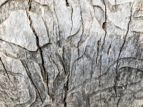Bela árvore velha no parque. Textura fundo close up vista — Fotografia de Stock