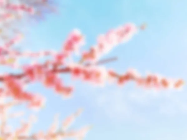 Kersenboom tak bud bud in bloei achtergrond als een mooi voorjaar bloem bloeien — Stockfoto