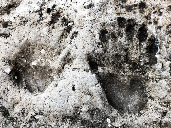 Prints of hands on concrete. Handprint close up shot