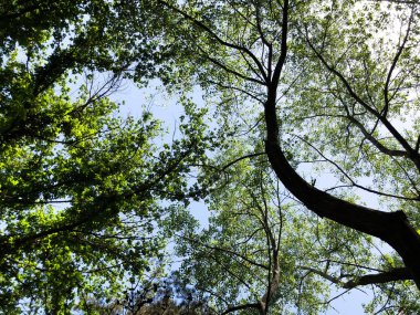 Ağaç üstleri güneş tarafından aydınlatılmış. Yaz saati ağaç