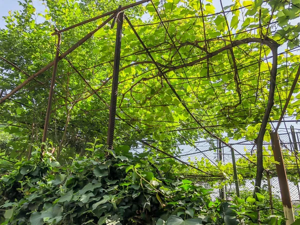 Viña de uva, hojas de uva, uvas en primavera en un patio de la ciudad en un día soleado —  Fotos de Stock