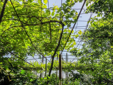 Üzüm asma, üzüm yaprakları, bir şehir bahçesinde bahar güneşli bir üzüm