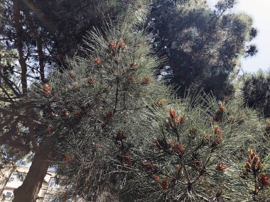 Yeşil arka plan olarak iğne çam köknar ağacı