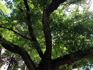 Bir sabah güneş ışığı park perspektifte ağacının dalları görüntüle