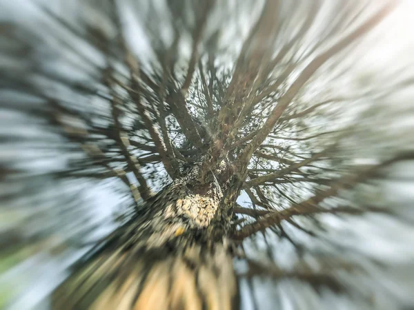 Árbol borroso de primavera. Efecto de desenfoque de movimiento abstracto . —  Fotos de Stock