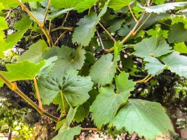 Üzüm asma, üzüm yaprakları, bir şehir bahçesinde bahar güneşli bir üzüm