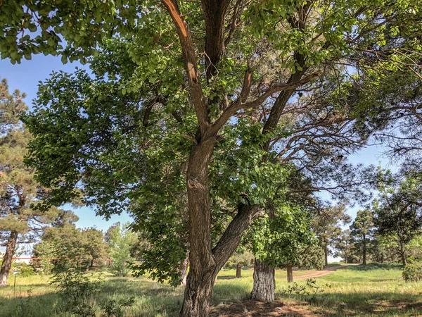 Güzel ağaçlar gökyüzüne karşı yolun yakınlarında. Ağaçların atış kapatın.