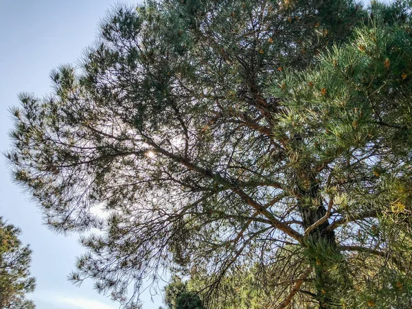 Parkta güzel eski kozalaklı. Ladin koni ve Çam iğneleri görünümünü kapat