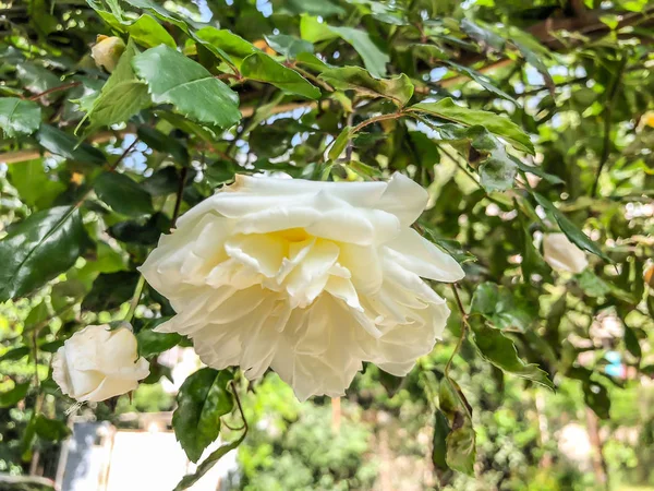 Vita rosor och gröna blad i gården i suny dag. Nära upp skott. — Stockfoto