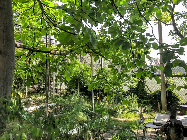 Bahçe yeşilliklerle çevrili bir konut binası avlusunda. Şehir bahçedeki ağaçlar yeşil çiçek