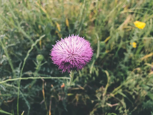 Vårblommor och grönt gräs i Tbilisi. Nära upp skott. — Stockfoto