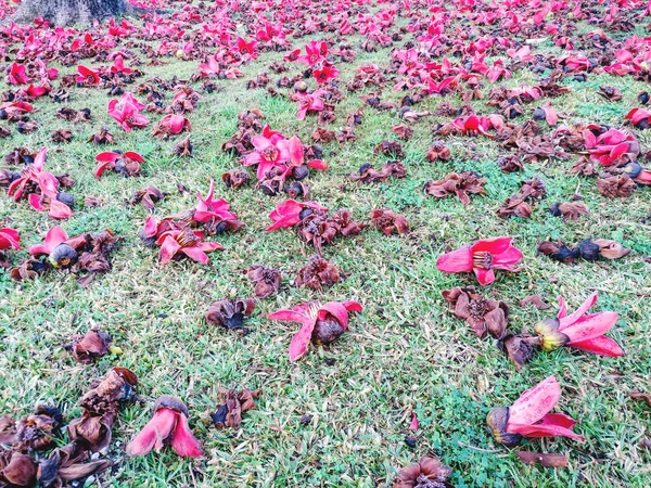 Bunga layu dari Pohon Kapas Sutra Merah (Bombax Ceiba) berbaring di tanah — Stok Foto