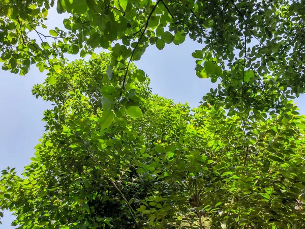 Yeşil çiçeği ağaçlar suny gün şehir bahçesinde. Atış kapatın — Stok fotoğraf